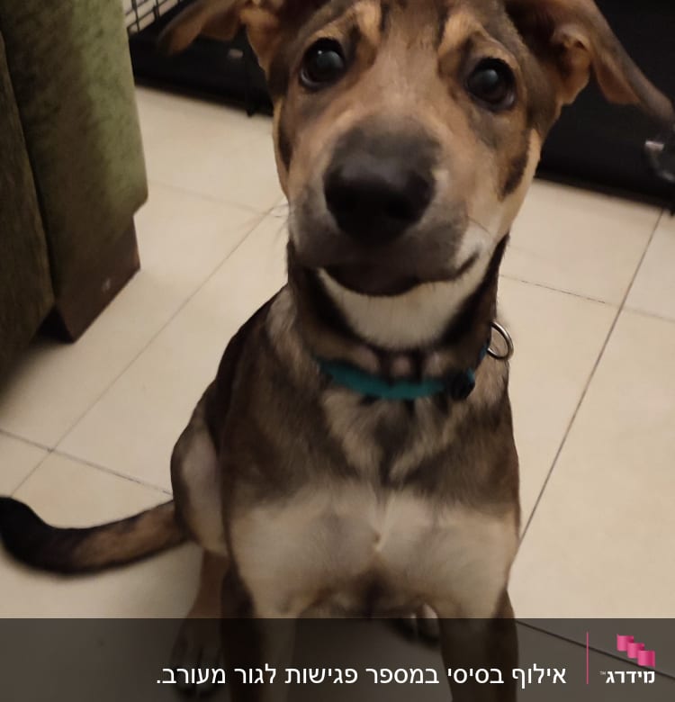 כלב יושב ליד כלוב אילוף על רצפה